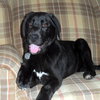 Shiloh - Wm Litter - ADOPTED 02.23.19
