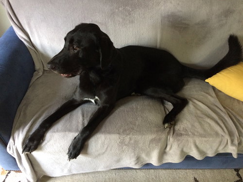 Shiloh - Wm Litter - ADOPTED 02.23.19