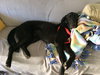 Shiloh - Wm Litter - ADOPTED 02.23.19