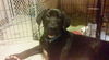 Wm Litter Demitri - ADOPTED 02.13.15