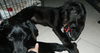 Wm Litter Demitri - ADOPTED 02.13.15
