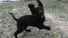 Wm Litter Demitri - ADOPTED 02.13.15