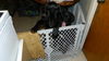 Wm Litter Demitri - ADOPTED 02.13.15