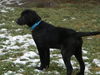Wm Litter Demitri - ADOPTED 02.13.15