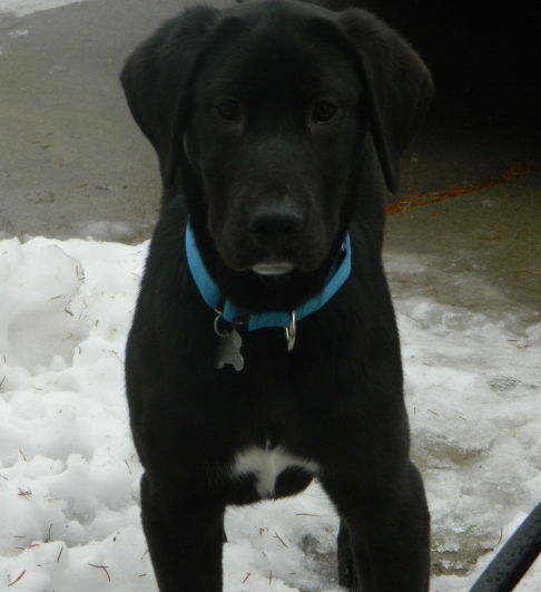 Wm Litter Demitri - ADOPTED 02.13.15