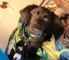 Wm Litter Declan - ADOPTED 02.02.15