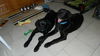 Wm Litter Declan - ADOPTED 02.02.15