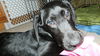 Wm Litter Declan - ADOPTED 02.02.15
