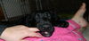 Wm Litter Declan - ADOPTED 02.02.15