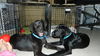 Wm Litter Declan - ADOPTED 02.02.15
