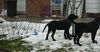 Wm Litter Declan - ADOPTED 02.02.15