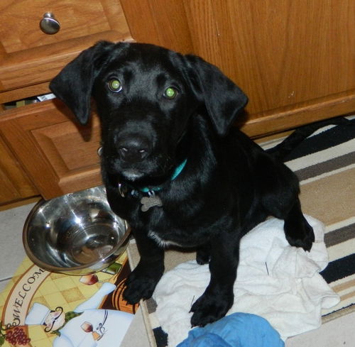Wm Litter Declan - ADOPTED 02.02.15