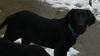 Wm Litter Declan - ADOPTED 02.02.15