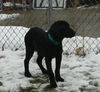 Wm Litter Declan - ADOPTED 02.02.15