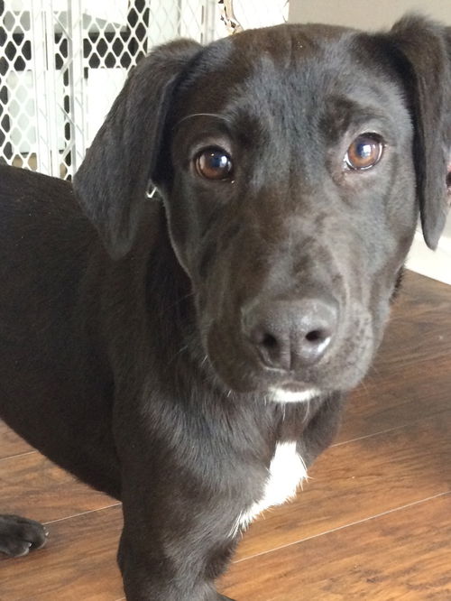 Wm Litter Opie - ADOPTED 02.14.15
