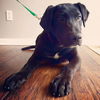 Wm Litter Opie - ADOPTED 02.14.15