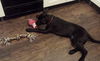 Wm Litter Opie - ADOPTED 02.14.15