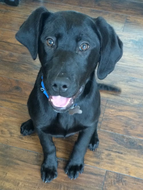 Wm Litter Jax - ADOPTED 01.27.15