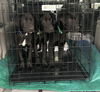 Wm Litter Jax - ADOPTED 01.27.15