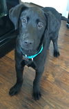 Wm Litter Clay - ADOPTED 01.27.15