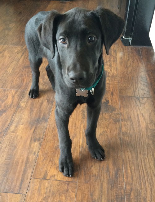 Wm Litter Clay - ADOPTED 01.27.15