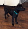 Wm Litter Clay - ADOPTED 01.27.15