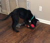Wm Litter Clay - ADOPTED 01.27.15