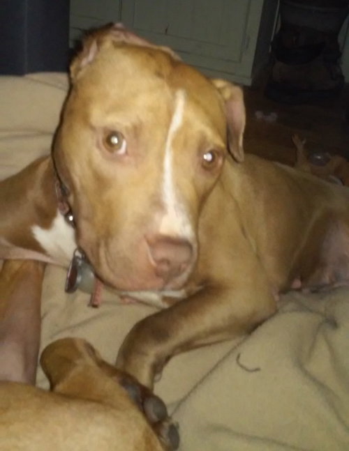 Mercy - ADOPTED 02.16.16