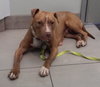Mercy - ADOPTED 02.16.16