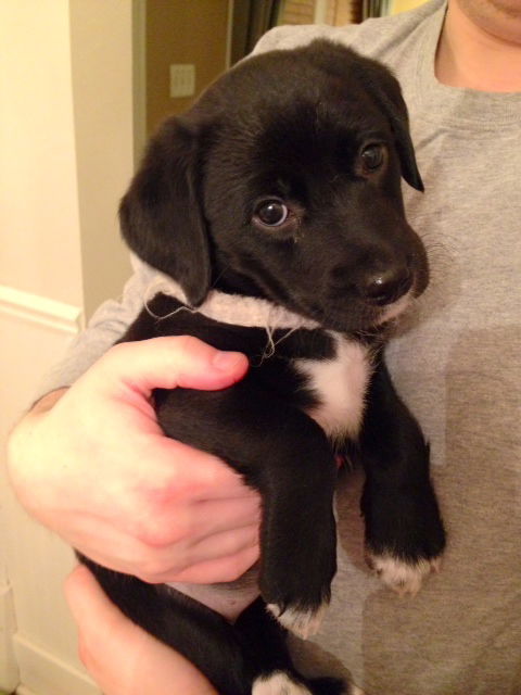 Ym Litter Betty - ADOPTED 02.14.15