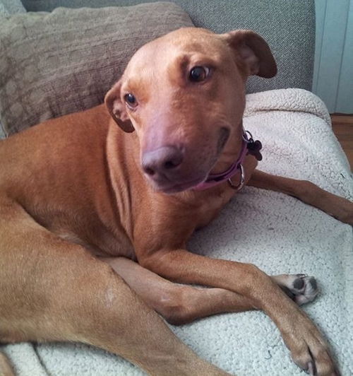 Cora - ADOPTED 03.14.15