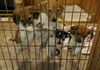 Zm Litter Leon - ADOPTED 02.27.15