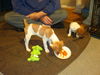 Zm Litter Leon - ADOPTED 02.27.15