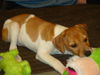 Zm Litter Leon - ADOPTED 02.27.15