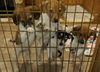 Zm Litter Blossom - ADOPTED 02.11.15