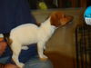 Zm Litter Blossom - ADOPTED 02.11.15