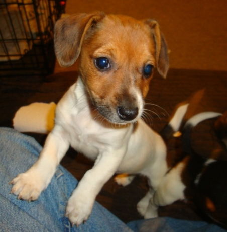 Zm Litter Blossom - ADOPTED 02.11.15