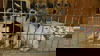 Zm Litter Bubbles - ADOPTED 02.22.15