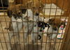 Zm Litter Bubbles - ADOPTED 02.22.15