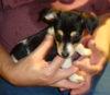 Zm Litter Bubbles - ADOPTED 02.22.15