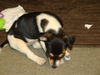 Zm Litter Bubbles - ADOPTED 02.22.15