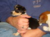 Zm Litter Bubbles - ADOPTED 02.22.15