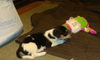 Zm Litter Bubbles - ADOPTED 02.22.15