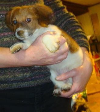 Zm Litter Buttercup - ADOPTED 02.18.15