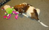 Zm Litter Buttercup - ADOPTED 02.18.15