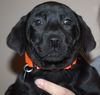 An Litter Margarita - ADOPTED 02.07.15