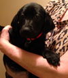 An Litter Margarita - ADOPTED 02.07.15