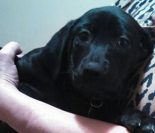 An Litter Margarita - ADOPTED 02.07.15