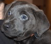 An Litter Captain Morgan - ADOPTED 02.07.15