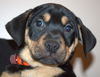 An Litter Daiquiri - ADOPTED 02.15.15